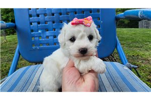 Vienna - Bichon Frise for sale