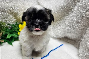 Melvin - Mixed/Other for sale