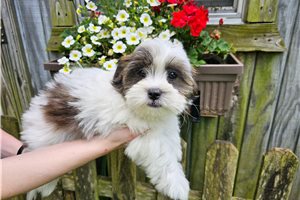 Mason - Mixed/Other for sale