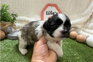 Fern - puppy for sale