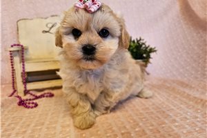 Tracey - Shichon for sale