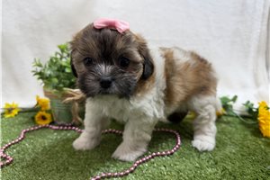 Fifi - Shichon for sale