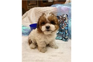 Gage - Shichon for sale