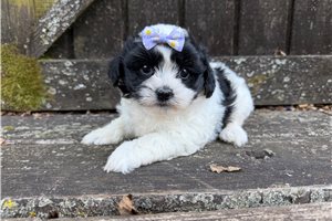 Diana - Shichon for sale