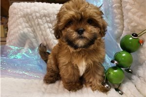 Tommy - Shichon for sale