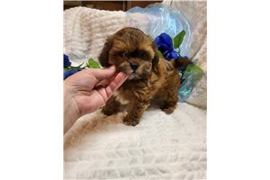 Tucker - Shichon for sale