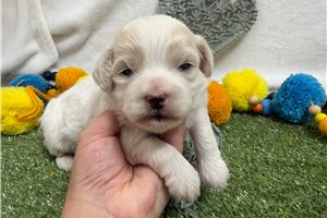Draco - Shichon for sale