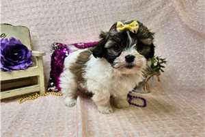 Zoey - Shichon for sale