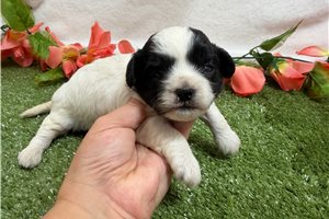 Diana - Shichon for sale