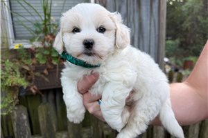 Draco - Shichon for sale