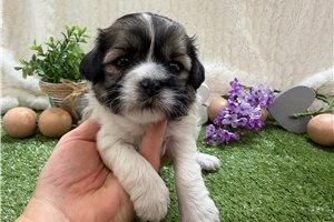 Fluff - Shichon for sale