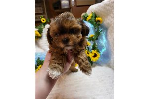 Gia - Shichon for sale