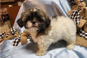 Hershel - Shih Tzu for sale