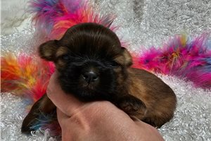 Flossy - puppy for sale