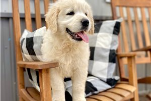 Jadis - English Golden Retriever for sale