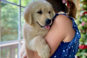 Nicole - Golden Retriever for sale