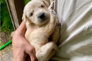 Genny - puppy for sale