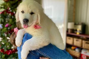 Natasha - puppy for sale