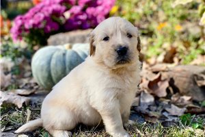 Alexander - puppy for sale