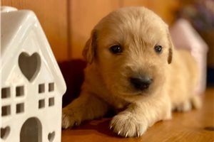 Galilee - Golden Retriever for sale