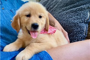 Nora - Golden Retriever for sale