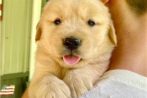 Genny - Golden Retriever for sale
