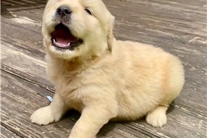 Genny - Golden Retriever for sale