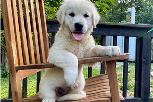 Natasha - Golden Retriever for sale