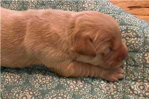 Macey - puppy for sale