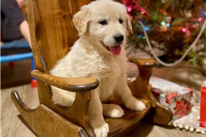 Archer - Golden Retriever for sale