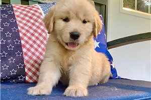 Genny - Golden Retriever for sale