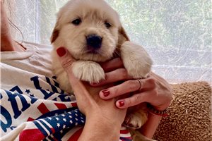 Galilee - Golden Retriever for sale