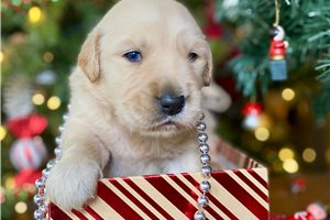 Asher - puppy for sale