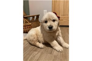 Lauryn - Golden Retriever for sale