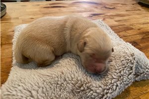 Maynard - Golden Retriever for sale