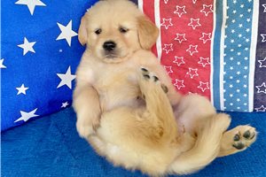 Genny - Golden Retriever for sale