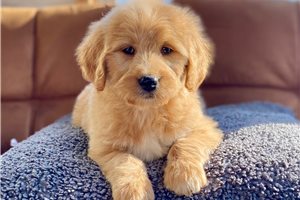 Leyara - Goldendoodle for sale