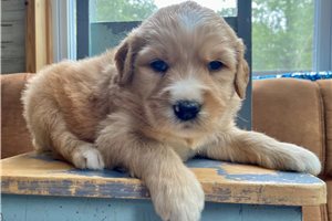 Gidget - Goldendoodle for sale