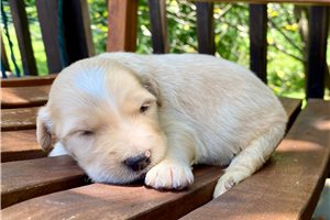 Preston - Goldendoodle for sale
