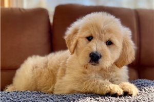 Lorenzo - Goldendoodle for sale