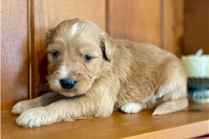 Lorenzo - Goldendoodle for sale