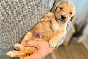 Louie - puppy for sale