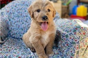 Linus - puppy for sale