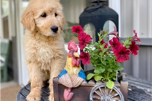 Louie - Goldendoodle for sale