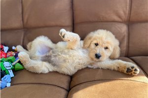 Lorenzo - Goldendoodle for sale