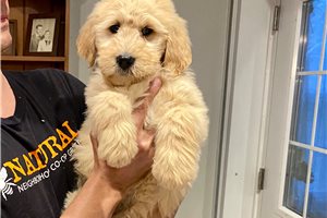 Louie - Goldendoodle for sale