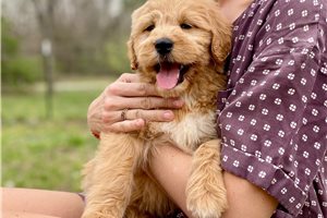 Leyara - Goldendoodle for sale