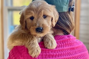 Liana - Goldendoodle for sale