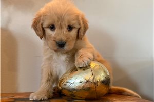 Paco - Goldendoodle for sale