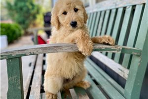 Louie - Goldendoodle for sale